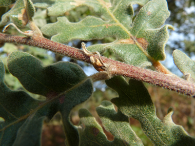 Rameaux pubescents. Agrandir dans une nouvelle fenêtre ou onglet)